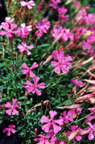 Silene schafta